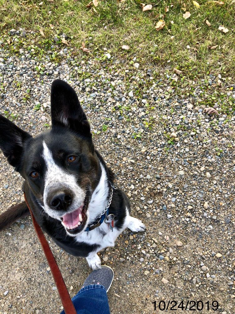 Smiling black & white dog sitting with her foot on Tonnielle’s shoe, looking up eagerly to get on with her walk.