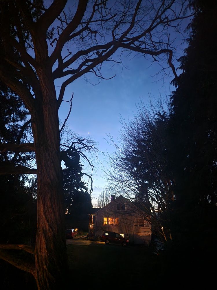 Twilight, featuring a large tree close to the camera and a house in the distance, and silhouettes of large evergreen trees in the distance backed by an azure, spring sky in the Pacific Northwest. The birds are chirping, the greens are greener - you can't tell me this doesn't look like spring.