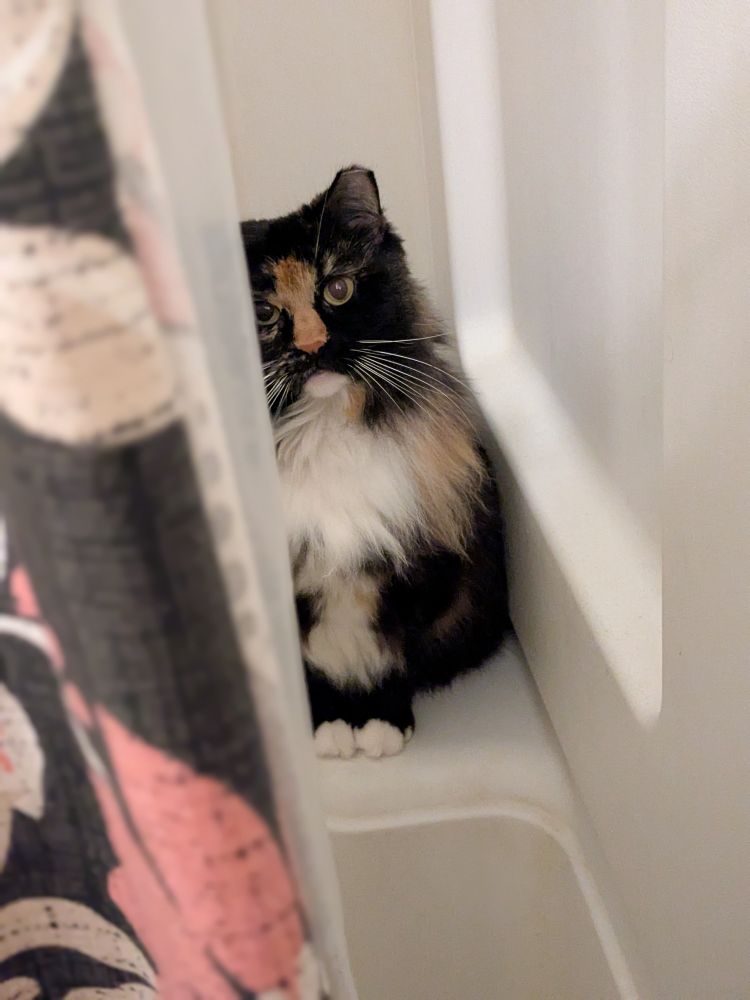 Tortoiseshell cat sitting primly in a shower stall with shower curtain in the foreground.
