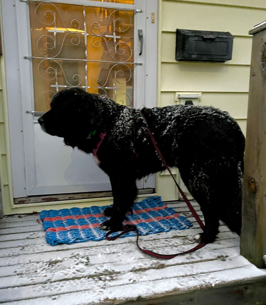 Large black Newf dog with a sprinkle of snow on her coat, standing in front of a door. 
