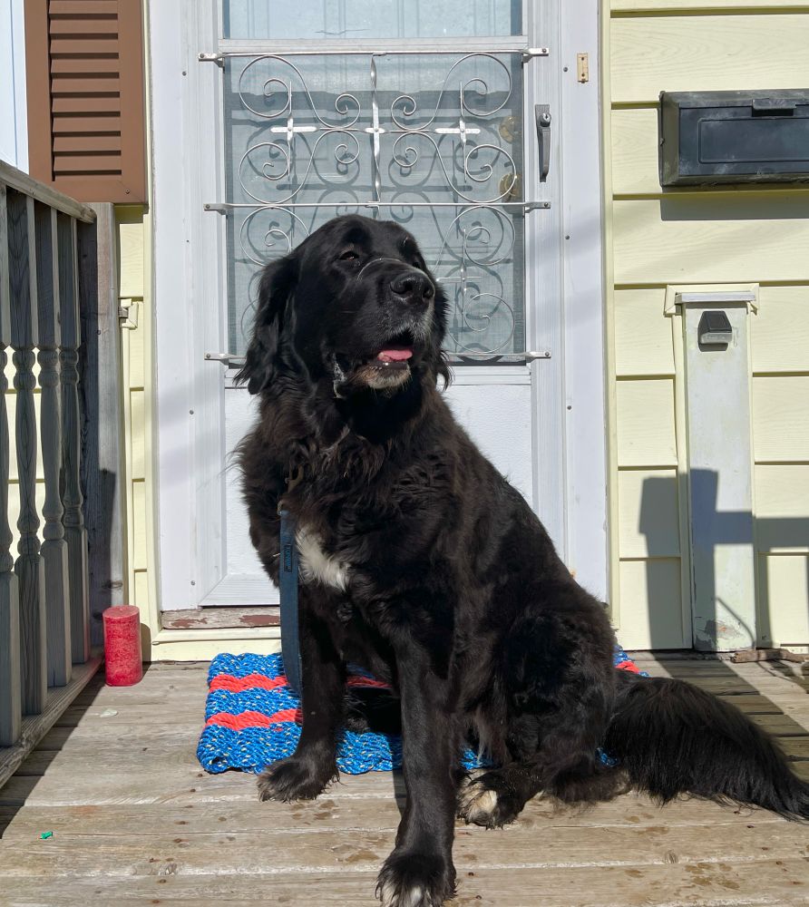 Large black dog sitting on stairs in front of a yellow house with a white door.