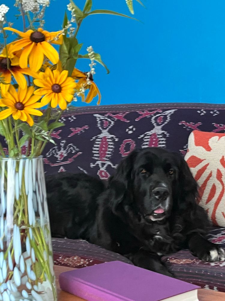 Large black newfound mix dog lying on a couch with a glass vase of yellow wildflowers in the foreground.