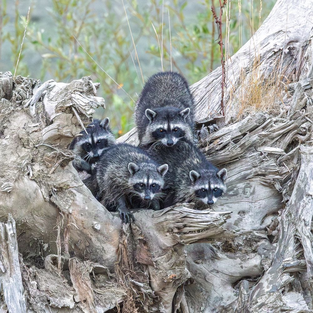 A family of 4 raccoons, a mom and three younger ones, sitting on the end of an up-ended tree.