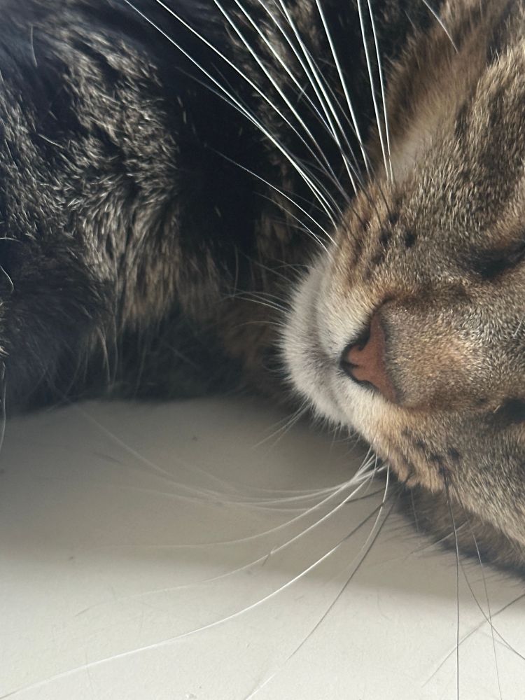 Le p’tit nez du chat du magasin Alia Kiki bouboule 