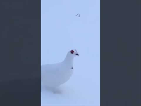 Rock Ptarmigan sounds a little like a #StarWars imperial surveillance probe. #bird #sound #droid 🐦