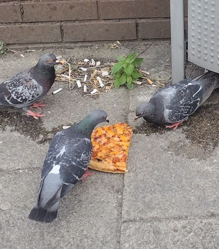 Three urban pigeons by a pile of cigarette butts, pecking at around a one fifth section of a large round pizza