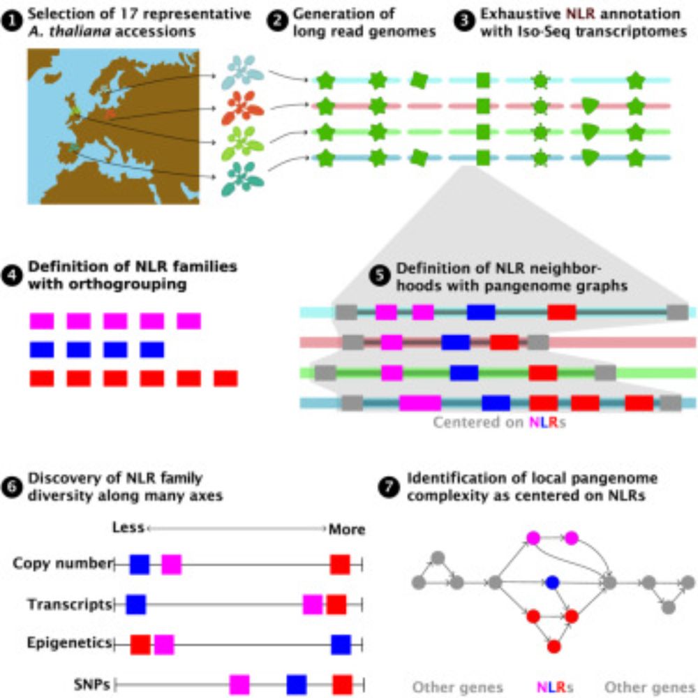 Individual- and population-level diversity is required for pathogen defense by nucleotide-binding
site leucine-rich repeat (NLR) proteins. Teasdale et al. leverage annotated, divergent
A. thaliana gen...