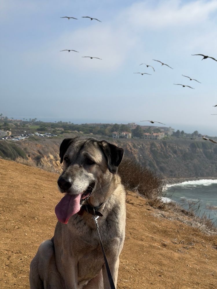 Moses standing in front of a cliff with pelicans flying by in the background in Palos Verdes