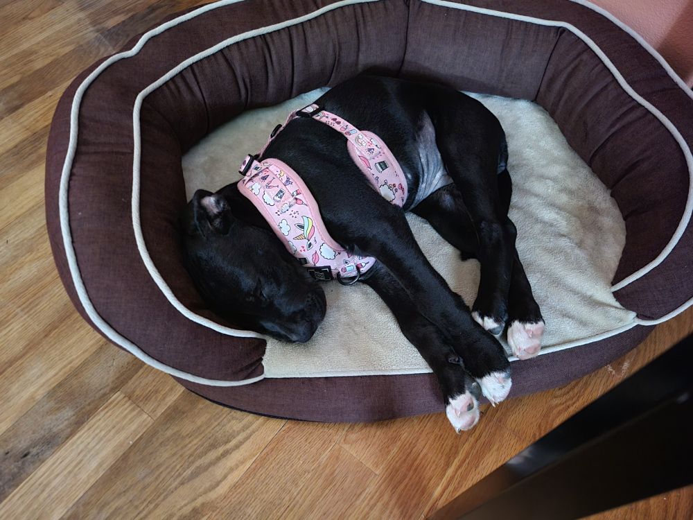 Black staffie puppy laying in dog bed