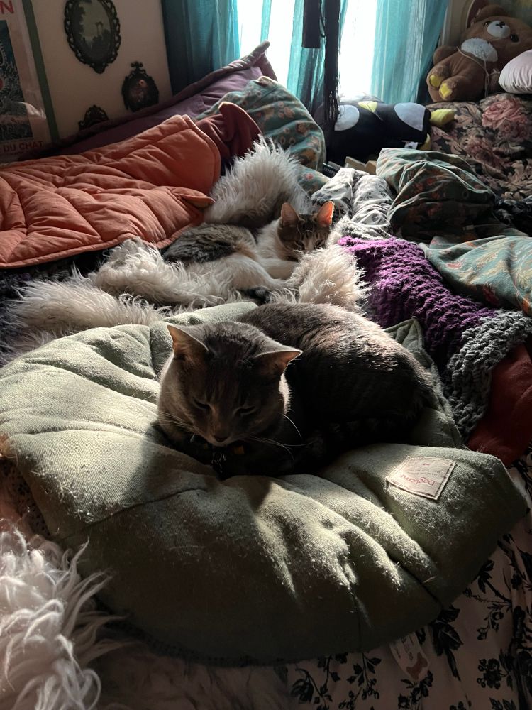 two tabby cats lounging in a sunbeam atop many blankets