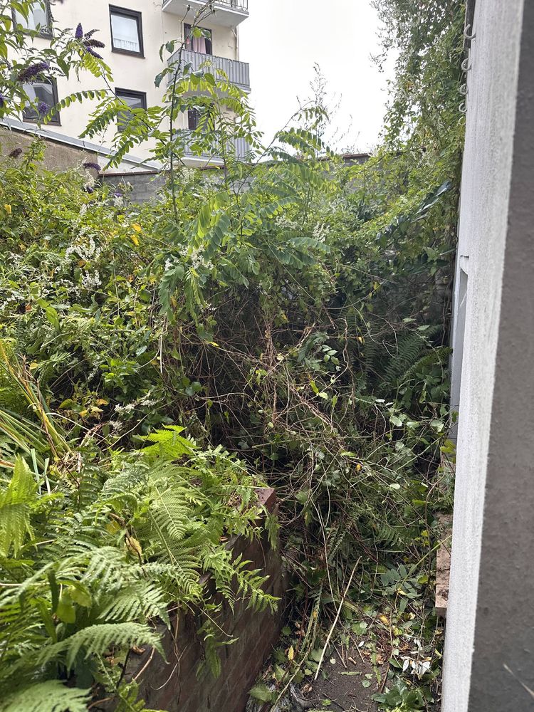 A jungle behind a house in Bremen, very green and a climbing plant in the right is going up towards my new balcony solar
