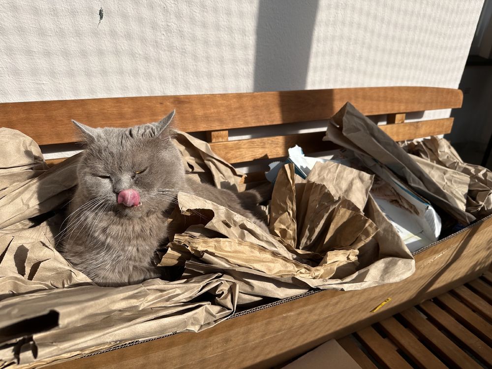 Baloo enjoying the paper trash, because it is really cozy, also there is sun. He is enjoying and having his tounge out for a moment. He is a light gray british shorthair cat.