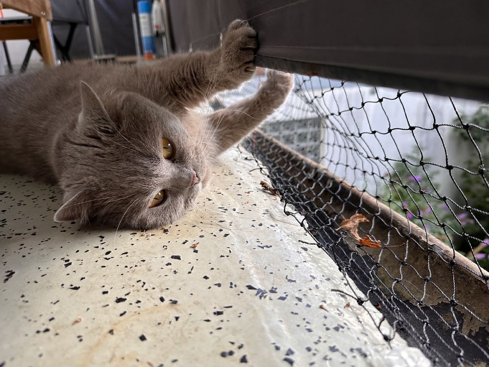 Baloo on the side looking trhough underneath the balcony reeling, enjoying some sun and at peace. 
