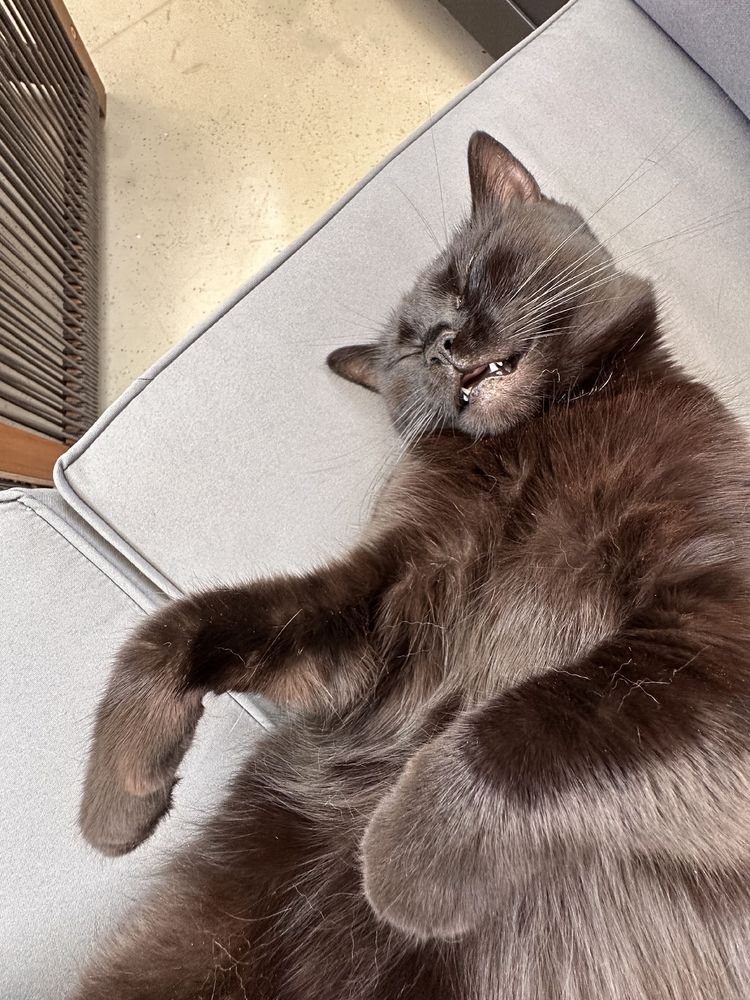 Youma the black european short hair cat is passed out on a couch cushion, she has her mouth open for an almost hungover appereance