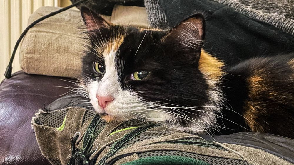 Millytron, the calico floof cat, chin resting on my foot, casting me a withering side-eye.