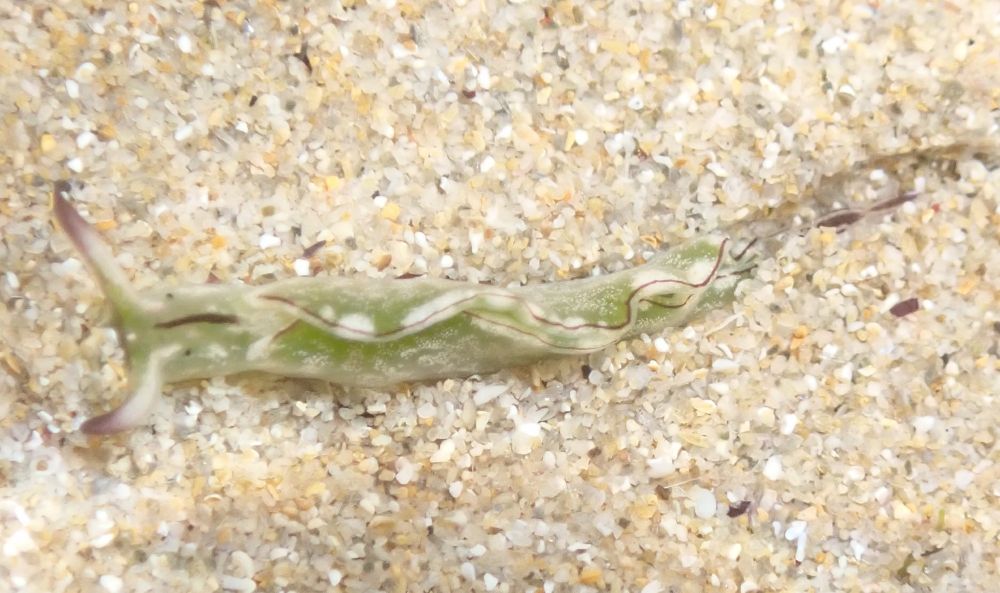 Green and white sea slug, with purple highlights, crawling on the sandy sea floor