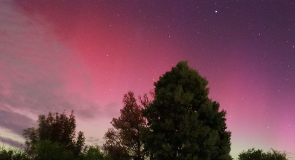 Pink glow of Aurora Australis in the night sky with trees in the foreground
