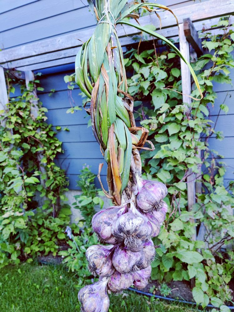 Bad garlic braid