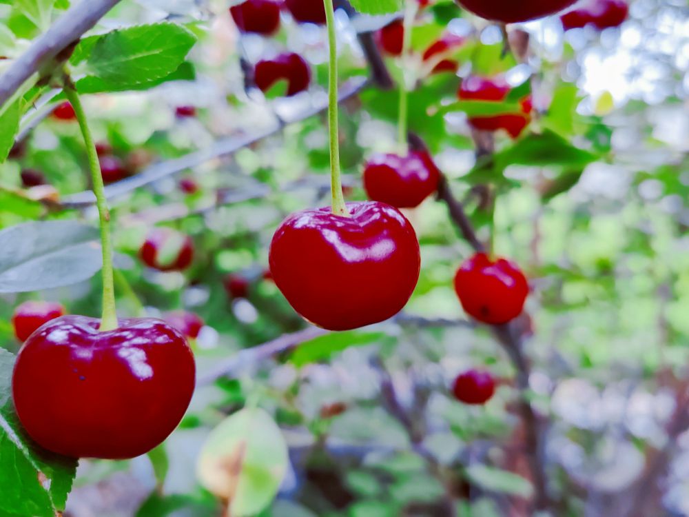 Cherry shrub