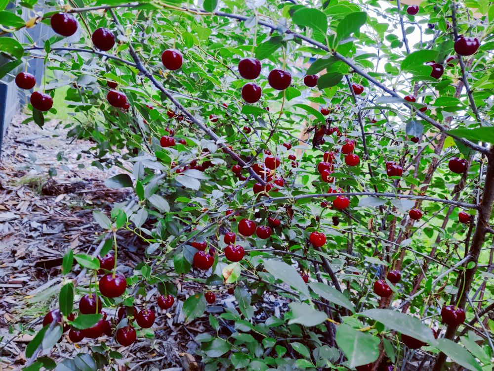 Cherry shrub
