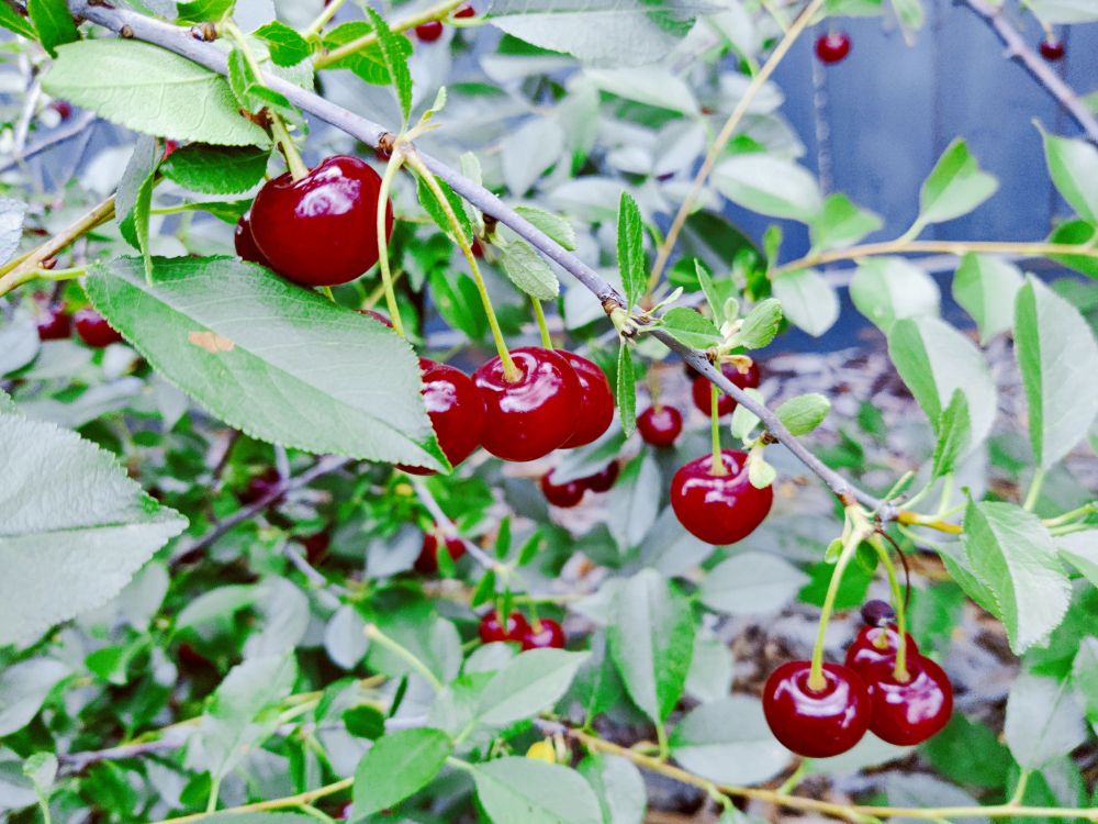 Cherry shrub