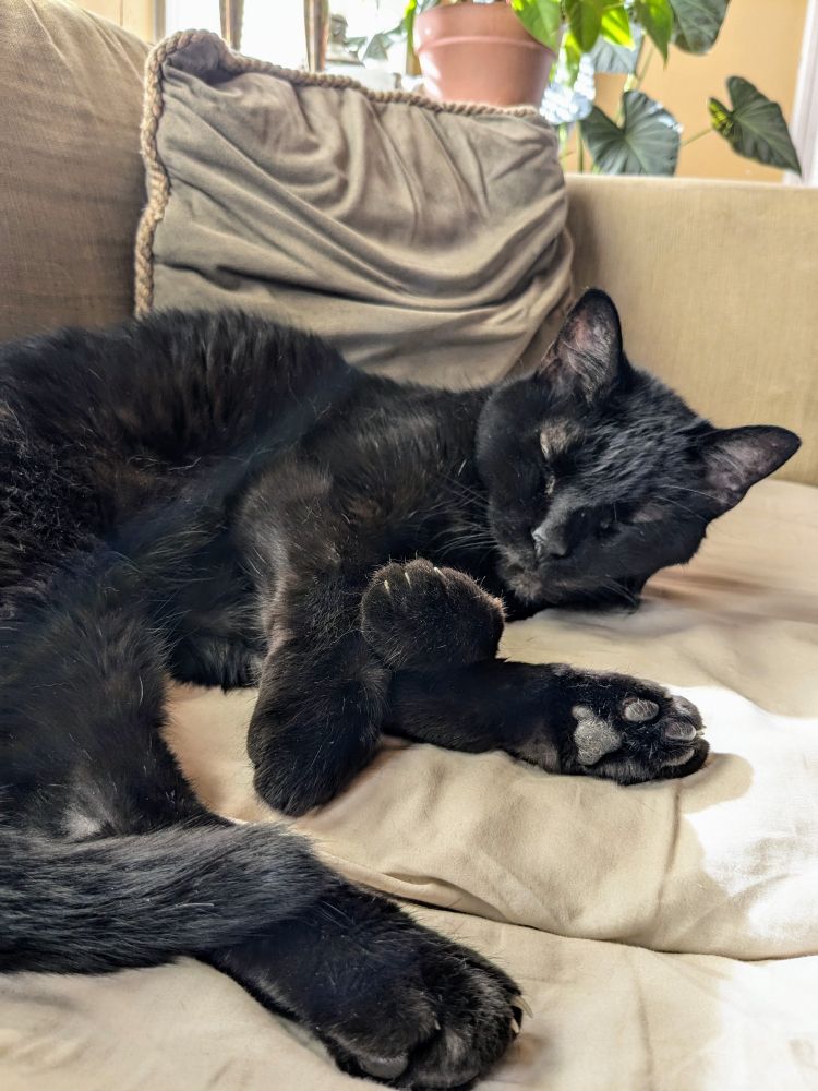 An elderly black cat lays in the sunshine on a rumpled couch 