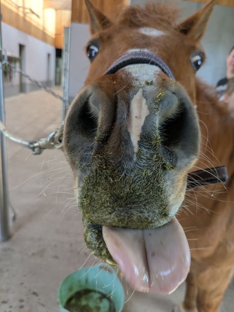 Pony mit dreckiger Schnute steckt die Zunge raus