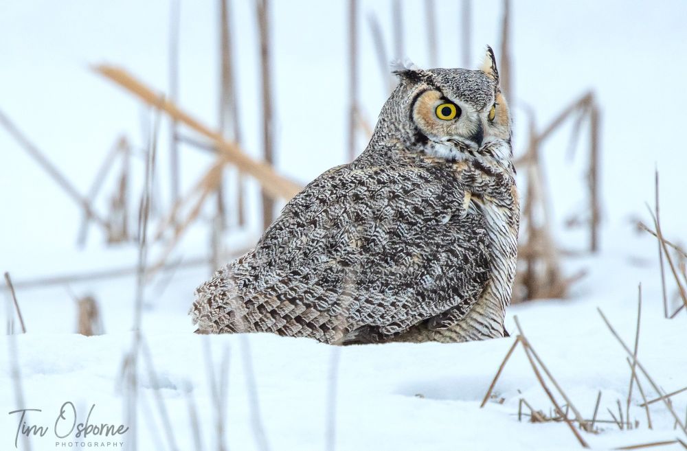 A Great Horned Owl sitting in the snow. Around him are a various blades of grass poking up through the snow. 