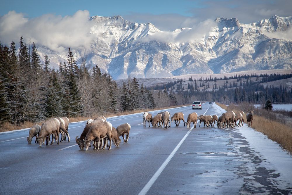Sheep stand on the road in front of a mountain scene in Jasper National Park, Canada. 