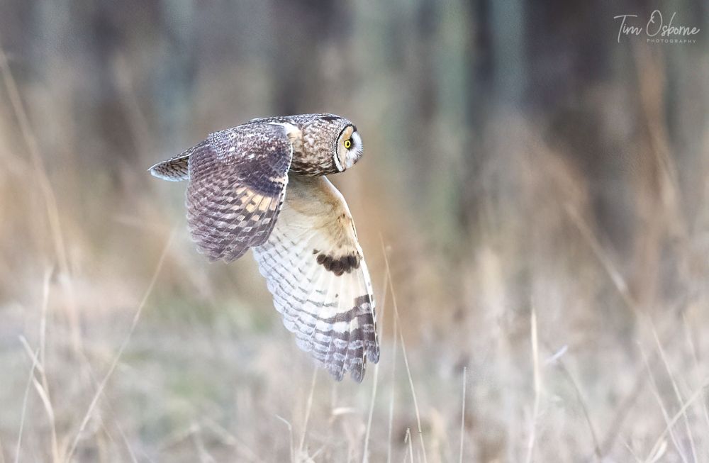 A Long-Eared Owl flies just above a grassy field. 