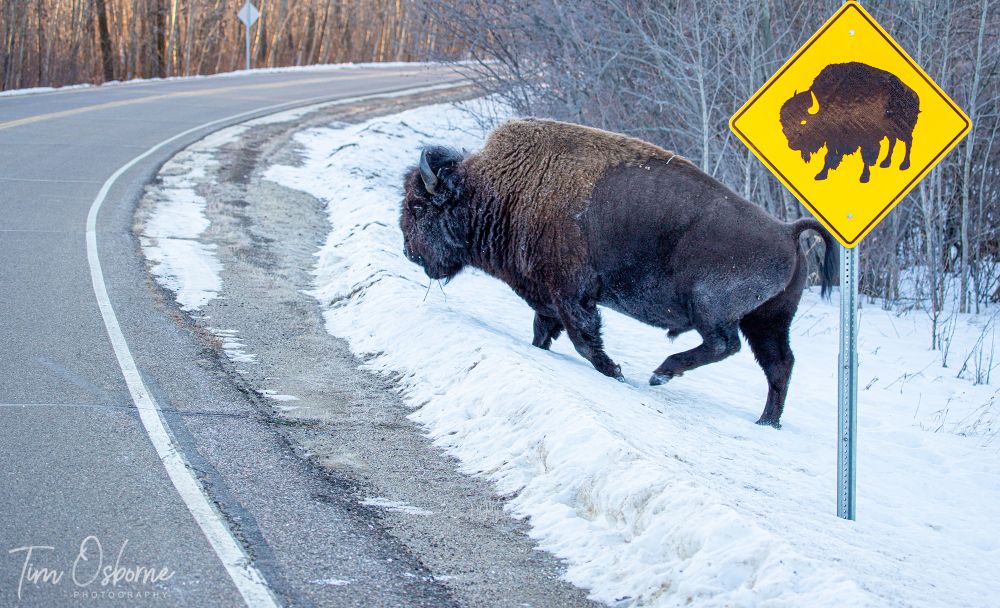 A bison emerges from the woods and crosses the road immediately behind a bison crossing sign. 
