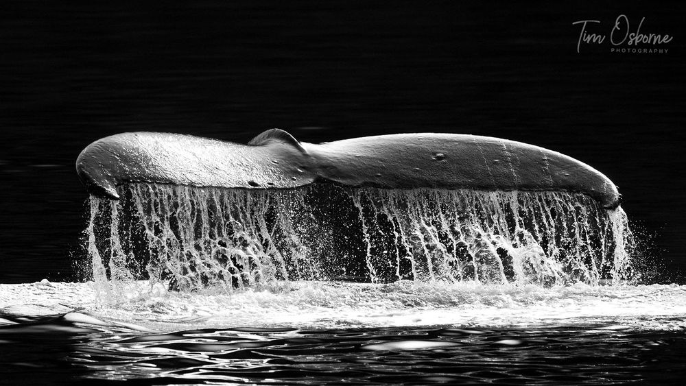 Water rolls off of a humpback whale's tail. 