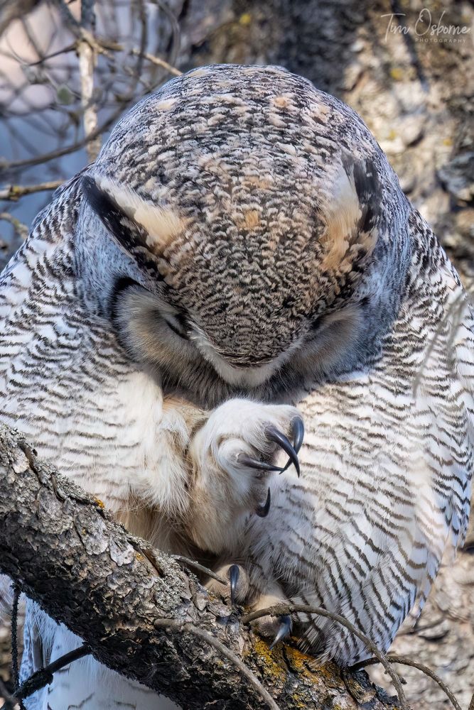 Seen grooming while sitting in a tree, a Great Horned Owl's claws can be seen clearly. They look sharp and terrifying, especially if you're a mouse! 