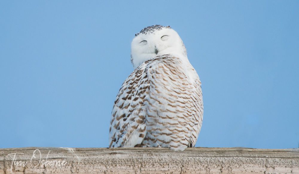 A Snowy Owl whose feathers appear to make the shape of a smile on her face. 