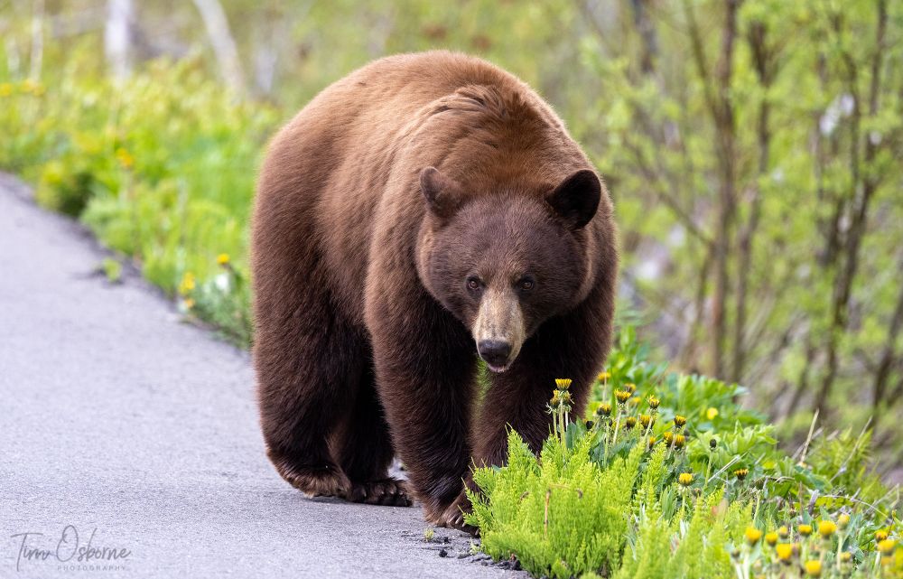 A cinnamon coloured Black Bear stands at the edge of a road while taking a break from eating some dandelions. 