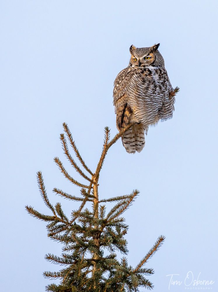 A Great Horned Owl sits on the top of an evergreen tree. The top branch bends from the weight of the owl. 