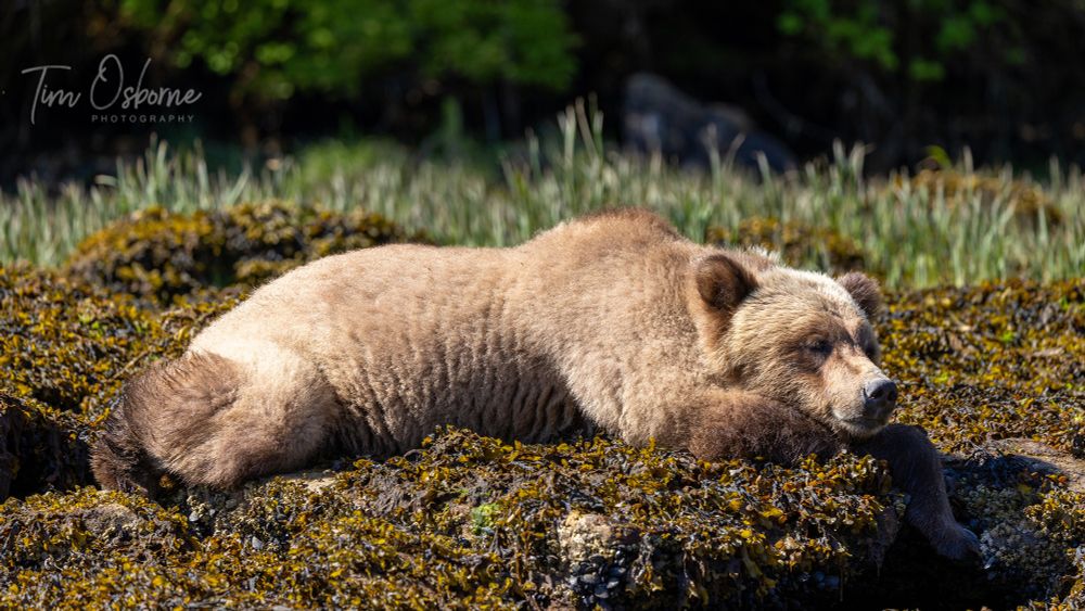 A Grizzly Bear taking a mid-afternoon nap in the sun. 