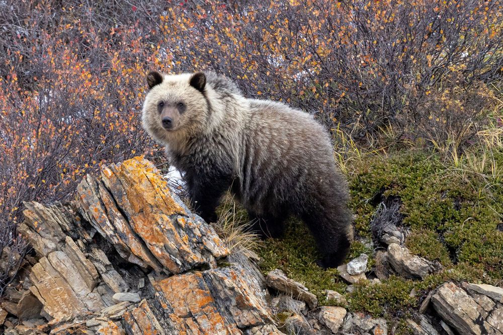 A young Grizzy standing on a rock face. 