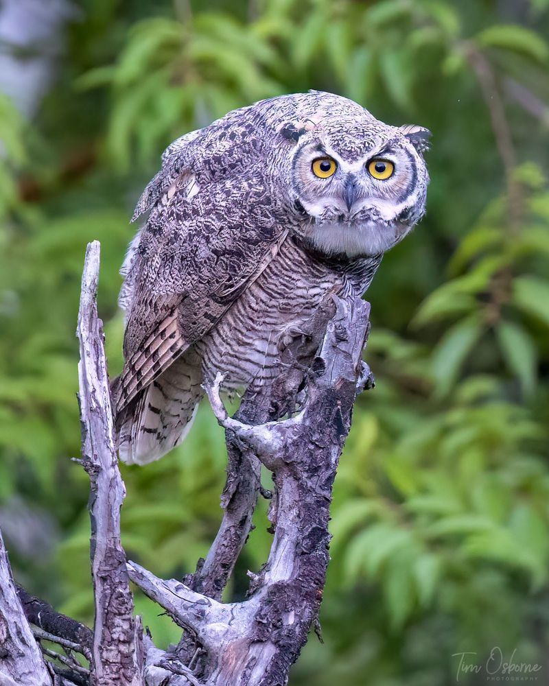 A Great Horned Owl with his head moved down to get a better look at his surroundings. He sits on a dead tree branch with green leaves in the background. 