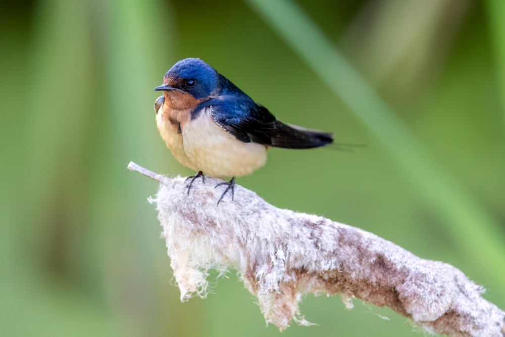 A blue and brown Barn Swallow sitting on the tip of a cattail. 