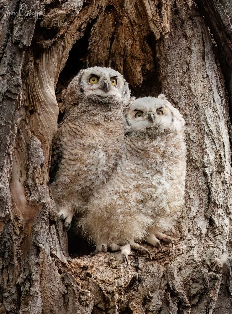 Two young Great Horned Owls, roughly 7-8 weeks of age, stand on the opening of a hollowed out tree cavity. They are both fluffy and just starting to have their feathers come in.