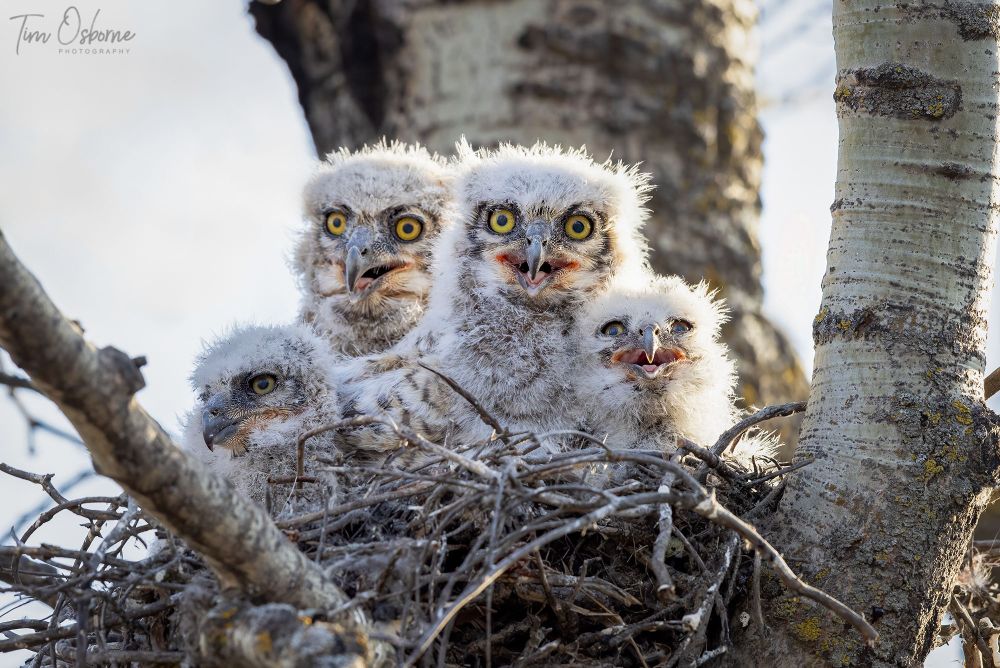 Four young Great Horned Owlets sitting in a nest in a tree. 