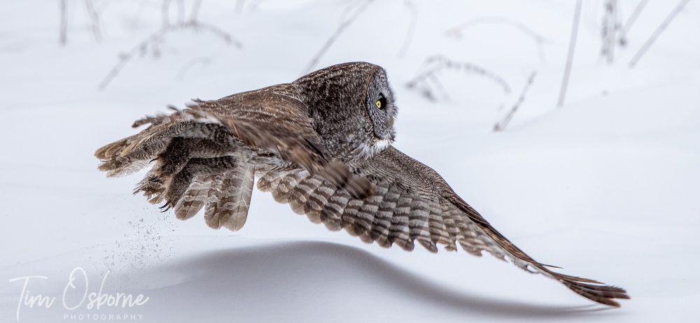 A Great Grey Owl flying just above the snow. Its shadow is seen on the snow mound below. 