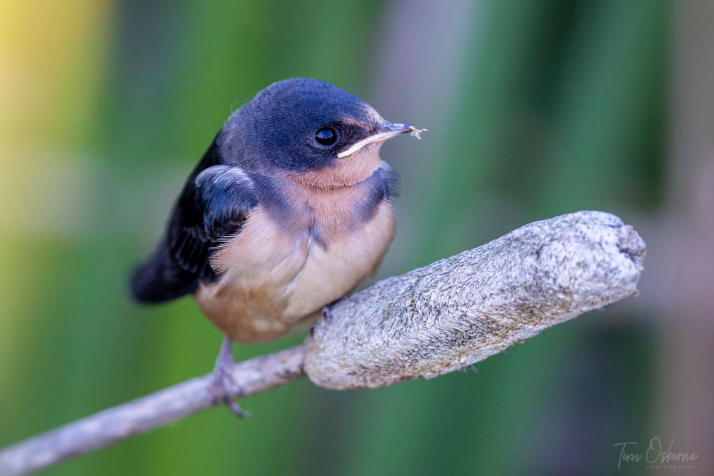 A blue, brown, and white Barn Swallow fledgling sitting on a cattail with green reeds behind him. 