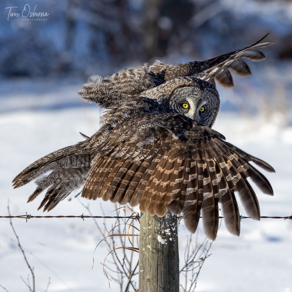 A Great Grey Owl landing on a post. He looks over his wing, which resembles a cape, with his yellow eyes, directly at the viewer. 