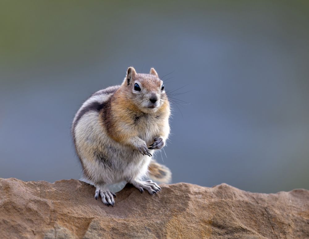A Golden-Mantled Squirrel standing on a rock. 
