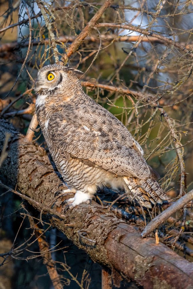 A Great Horned Owl stands on a fallen log. The sun illuminates her as she looks off into the distance. 