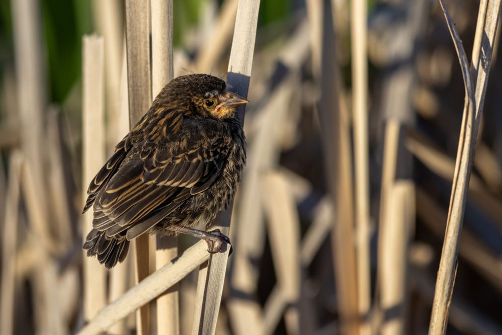 A juvenile Red-Winged Blackbird sits on a dried out cattail. 