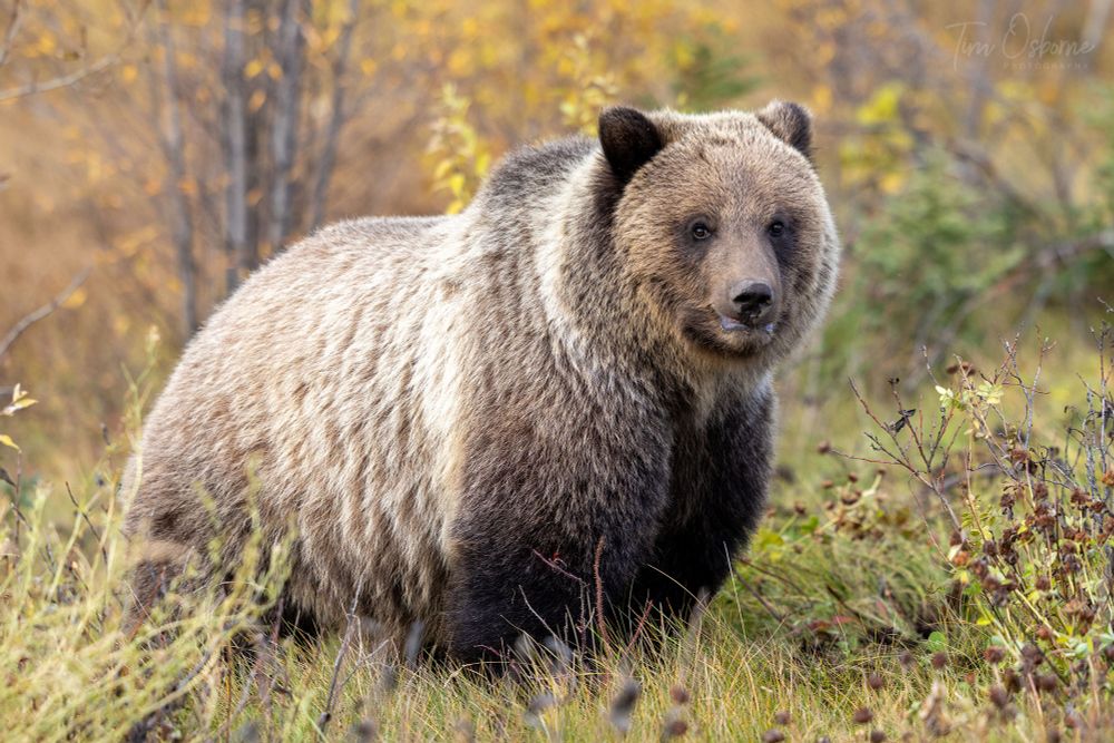 A Grizzly Bear standing on a grassy hillside, looking towards the viewer. 