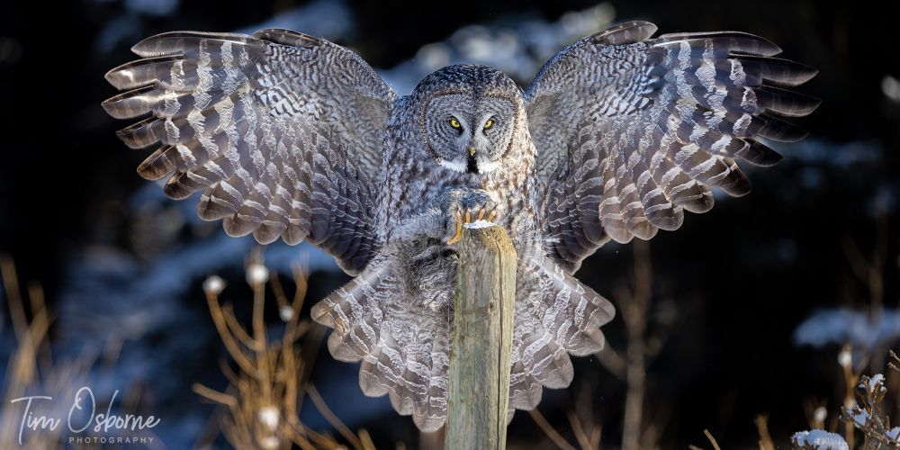 A Great Grey Owl with wings spread landing on a post. 
